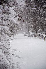 After winter snowstorm. Snowy road and trees covered with fresh snow. Snowfall. 