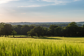 Fototapeta na wymiar An idyllic summer farm landscape in Sussex