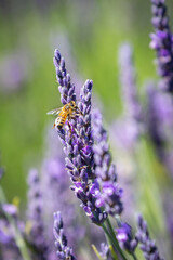 A honey bee on a lavender flower in summer