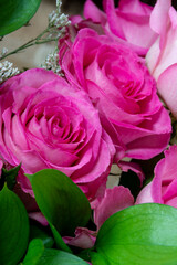 Pink roses with green leaves, close up view. Valentine's day card. Selective focus. 
