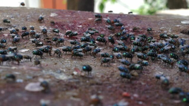crowd of blue bottle flies feeding on waste meat
