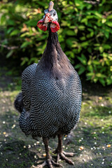 a guinea fowl - Photographed in Changchun, China