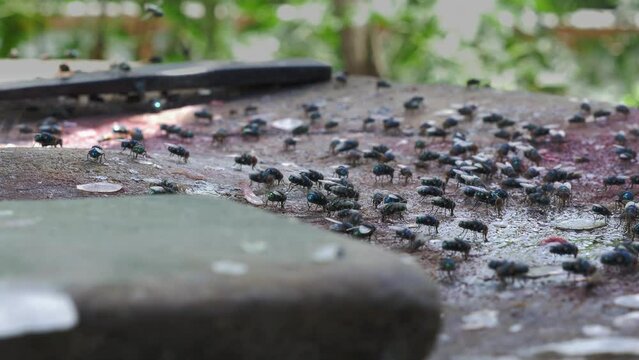 Multiple blue bottle flies feeding on fish waste