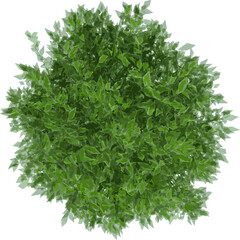 Top view of Plant ( Ivory Halo Dogwood Cornus Alba ‘Bailhalo 1) Tree illustration vector	