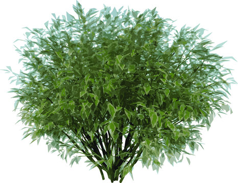 Front view of Plant ( Ivory Halo Dogwood Cornus Alba ‘Bailhalo 1) Tree illustration vector	