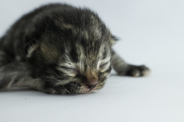 kitten on a black background
