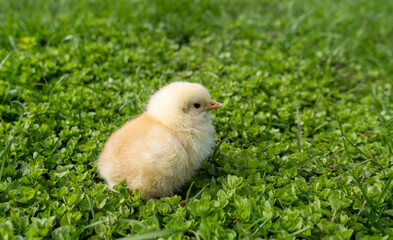 Small newborn chick stands on green grass. Spring mood. Background for an Easter greeting or a postcard. 