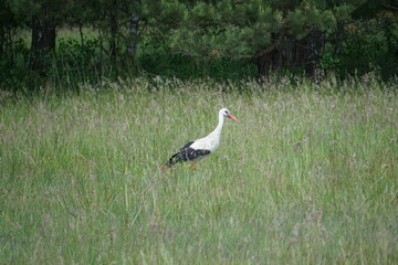 Obraz na płótnie Canvas Black and white stork walking on meadow