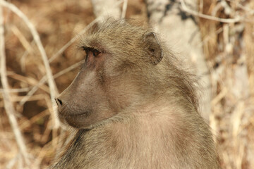 Chacma baboon in the morning sun, Kruger National Park, South Africa
