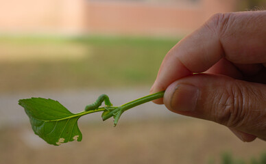 A man's fingers, a green seedling and a caterpillar. Neutral background out of focus.