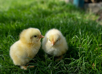 Small newborn chicks stands on green grass. Spring mood. Background for an Easter greeting or a postcard