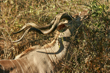 Kudu Bull, Kruger National Park, South Africa