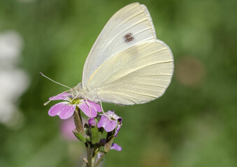 A butterfly on a flower