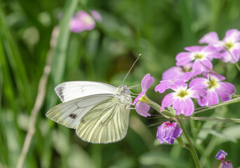 A butterfly on a flower