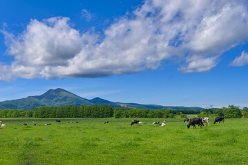Hokkaido Musadake and grazing dairy scenery