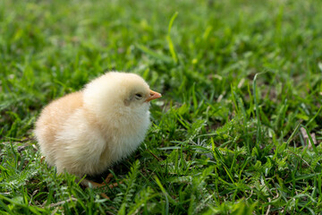 Little yellow newborn chick sleeps in green grass. Spring mood. Background for an Easter greeting or a postcard