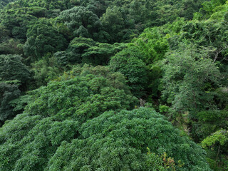 Aerial view of beautiful tropical forest mountain landscape