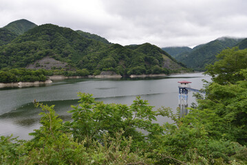 Naklejka premium 丹沢湖の初夏 新芽