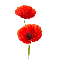 Red poppies flower isolated on a white background.