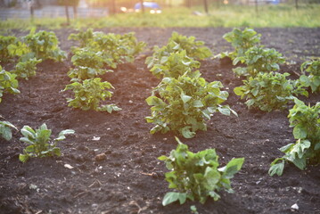 Potato bushes on the field in the spring in the sun