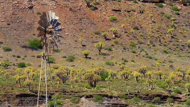 Windmill in front of quiver tree forest