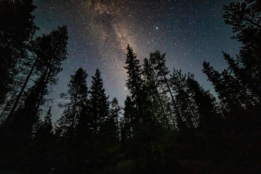 Milky way through trees