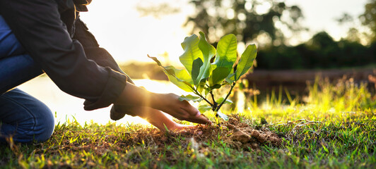 people hands planting small tree in sunset. concept save earth