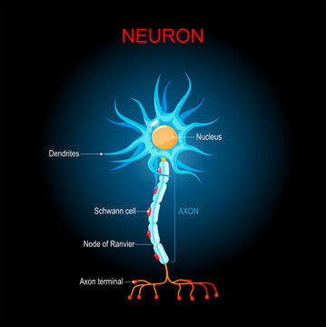 brain neuron Structure. Biological Anatomy of neuron cell