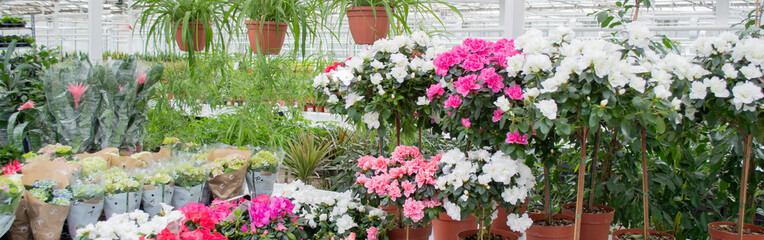 Banner - sale in the greenhouse of potted flowers grown there: chlorophytum, rhododendrons of azalea white and pink - obrazy, fototapety, plakaty