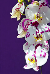 Fototapeta na wymiar Beautiful orchid flower on purple background.