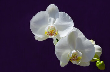 Naklejka na ściany i meble Beautiful orchid flower on purple background.