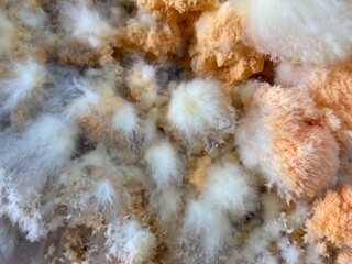 close up of fungi in the cooked rice.