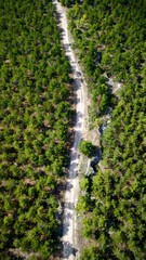 aerial view of the pathway through forest trees