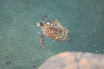 turtle in the sea