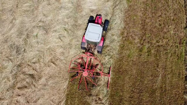Tracteur qui passe l'andaineur dans un champ tapis de foin. Mise en tas de l'herbe ayant s&eacute;ch&eacute;e au soleil sur le champ.