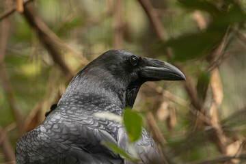 crow on the ground