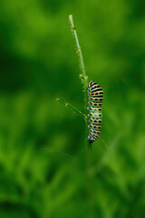 Raupe Schwalbenschwanz 