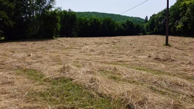 Champ fauch&eacute; avec du foin &eacute;parpill&eacute; sur le dessus. Multitudes d'andain. Herbe s&eacute;ch&eacute;e sous le soleil.