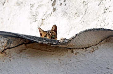 Cat on the roof looking on camera