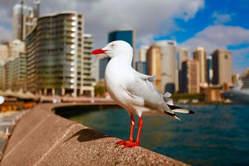 seagull on the pier