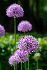 Purple allium flowers on the field close-up. Blooming decorative giant onions on the lawn in the park	