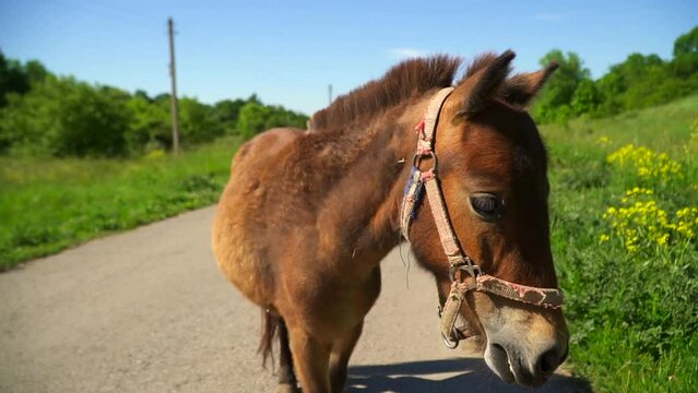 Pone brown close up come to you. horses in green meadow. Walk in nature on farm. Domestic cattle. Horses graze and eat grass.