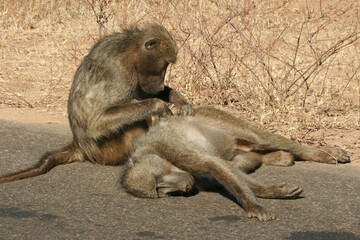 Chacma baboons grooming one another in the morning sun,  Kruger National Park, South Africa