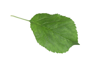 Fototapeta premium Green apple leaf on isolated white background.