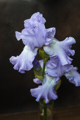 lilac irises on a dark background © Katya