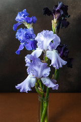 lilac irises on a dark background © Katya