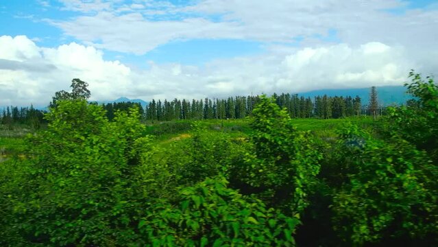 Shooting of beautiful summer landscape from moving train 