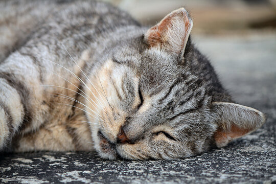 TIGRA - CAT