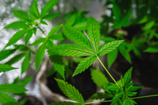 Young medical marijuana plants in a growing box. Growing cannabis indoors