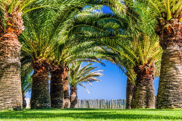 Palm trees in tropical summer resort